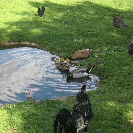 Risoturismo-quinta Pias - Farm Пиньел