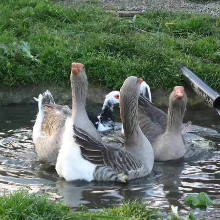 Quinta Pias - Farm