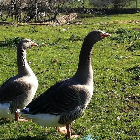 Risoturismo-quinta Pias - Farm Фермерский дом *