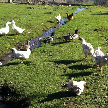 Quinta Pias - Farm *