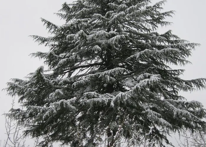 Risoturismo-quinta Pias - Farm