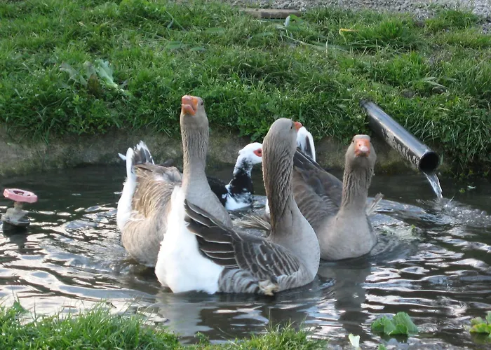 Risoturismo-quinta Pias - Farm