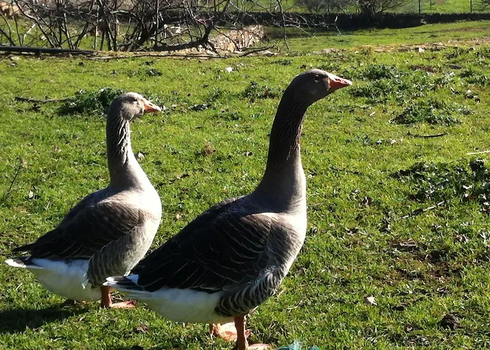 Risoturismo-quinta Pias - Farm Séjour à la ferme *